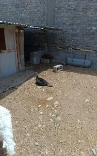 بوقلمون کرک(کرچ)