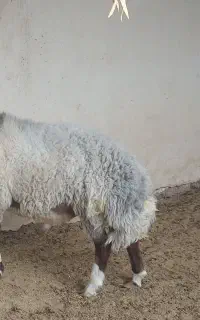 بر قوچ