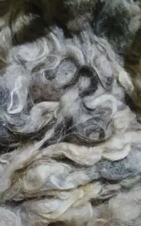 پشم