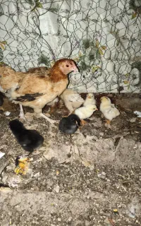جوجه لاری‌کوشامو مینیاتوری زینتی تخم نطفه دار