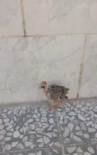 جوجه لری گردن لخت