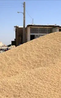 فروش گندم سیروان درجه یک