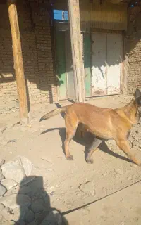 سگ مانی نیوس