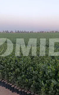 نهال پسته چهار ماهه