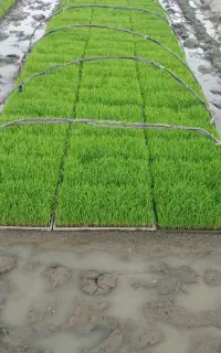 بانک نشا