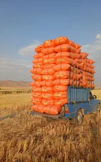 کاه گندم تحویل