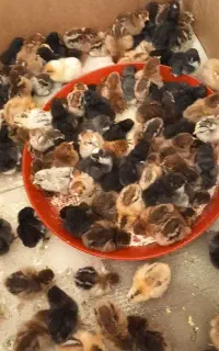 جوجه گاپایگانی بومی