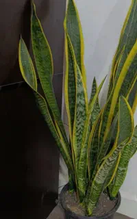 گل و گیاه اپارتمانی و حیاط