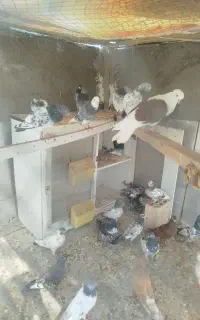 کبوتر