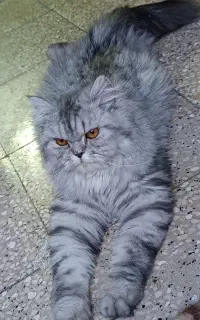 گربه ماده نژاد پرشین بریتیش یک ساله