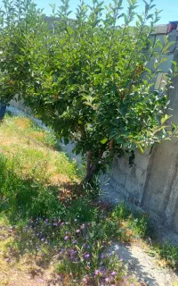 باغ ۲۶۰۰متری بارده قطره ای با حصار در پسته بیگ اهر