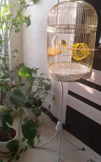 جفت مرغ عشق با قفس پایه دار