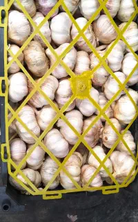 سیر سرت شده درجه یک