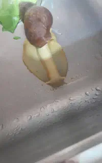 حلزون مخصوص کلاژن سازی پوست