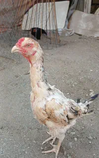 مرغ خروس لاری بهترین نسل