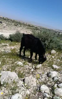 فروش کهره نر وبره نر برا عید قربان