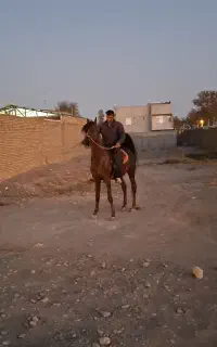 فروش اسب ومادیان