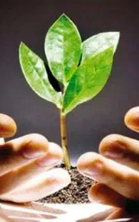 صد% گیاهی بدون تکرار  مخدر رو رهاکن