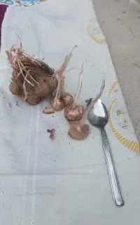 پیاز زعفران