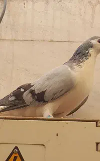 پیدا شده