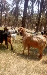 فروش شاه بز پاکستانی دورگ آبستن