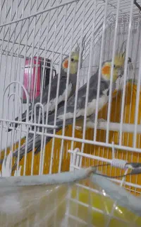 عروس هلندی