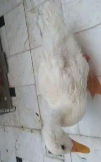 سلام ی جفت