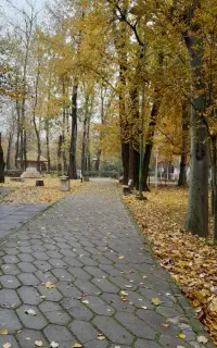 یه همراه ورزشی