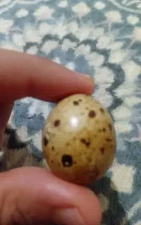 بلدرچین
