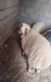بره نر