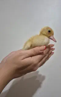 جوجه اردک