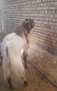 نربز پاکستان یک دونه بره کوچیک