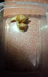 حلزون آلبینو