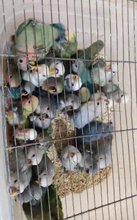 فروش جوجه سرلاکی