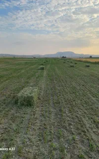 یونجه چهارم چین