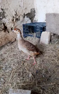 جفت بلدرچین فروشی
