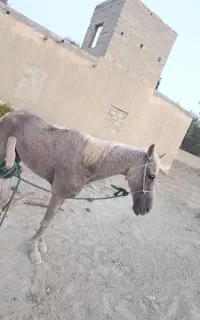 اسب
