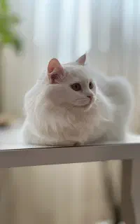 گربه پرشین