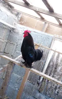 خروس کوشین