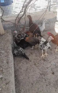 جوجه شوروی