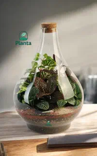 تراریوم طاووسی بزرگ آبیاری فقط ماهی یکبار
