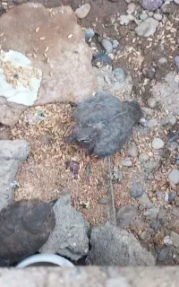 کبوتر یا کریم