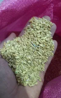 گندم تمیز