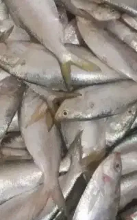 ماهی صبور