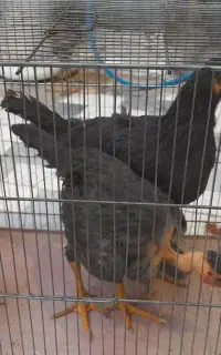 مرغ