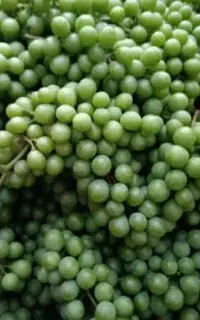 غوره و آب غوره تازه و سالم