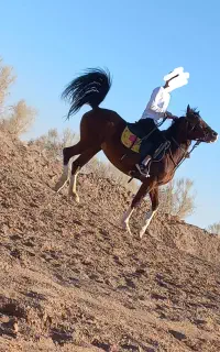 مادیان ۶ ۷ ساله