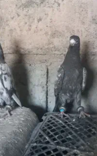 نیاز