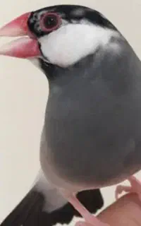 فنچ