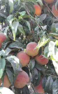 هلو انجیری و زعفرانی درشت درجه یک